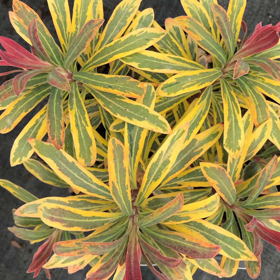 Euphorbia x martinii 'Ascot Rainbow'