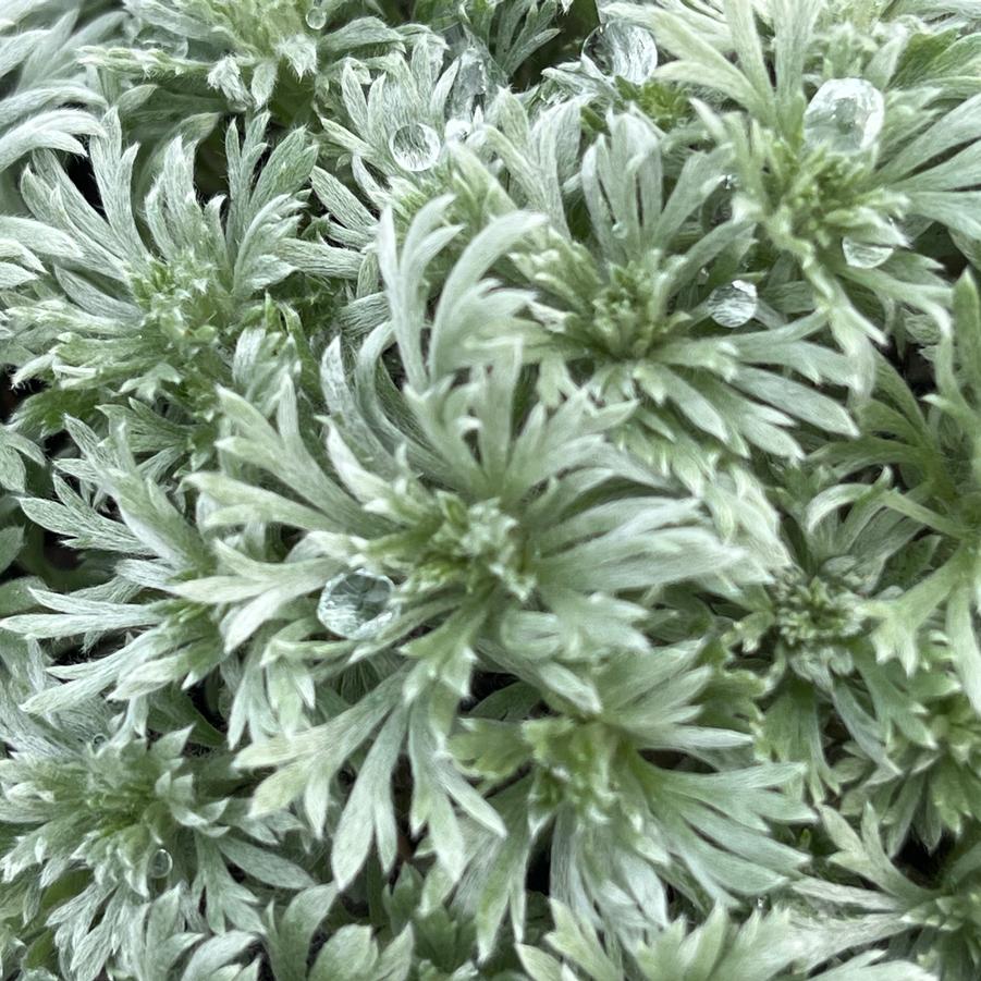 Artemisia schmidtiana 'Silver Mound'