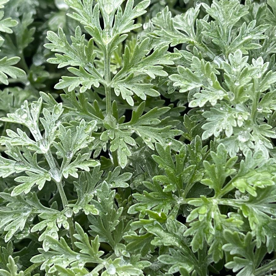 Artemisia x 'Powis Castle'