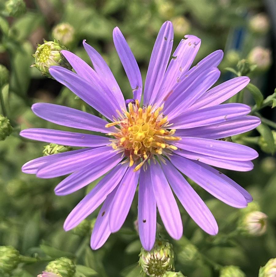 Aster laevis 'Bluebird'