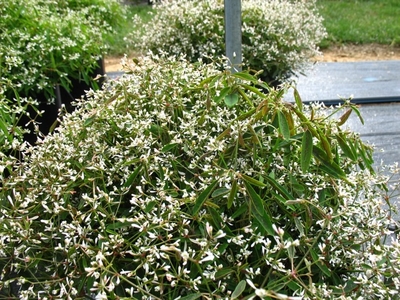Euphorbia Hip Hop From Saunders Brothers Inc Euphorbia