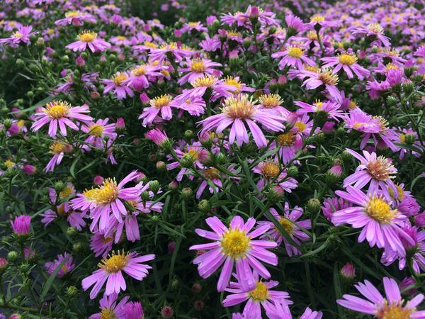 Aster x dumosus 'Wood's Pink'