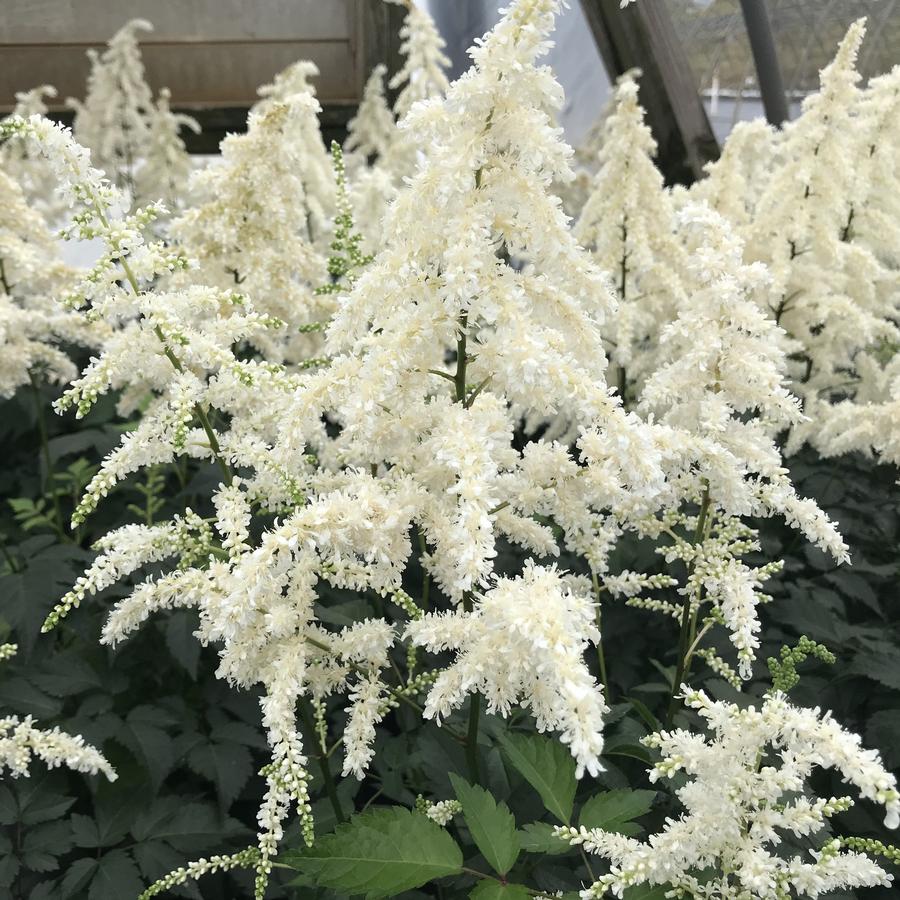 Astilbe x arendsii 'Deutschland'