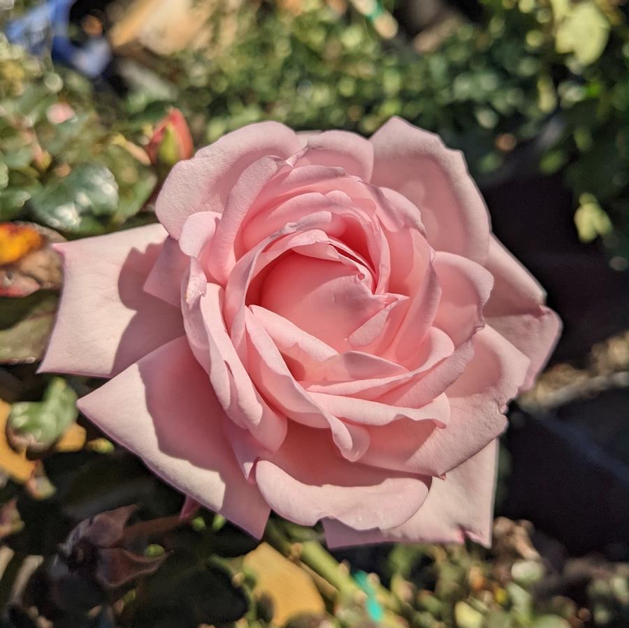 Rose Climber 'New Dawn'