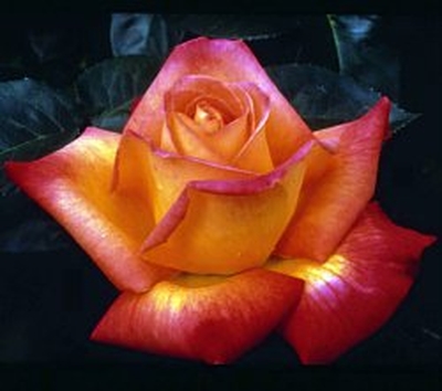 Rose Love And Peace Hybrid Tea From Saunders Rose Hybrid Tea Love And Peace Pp14731