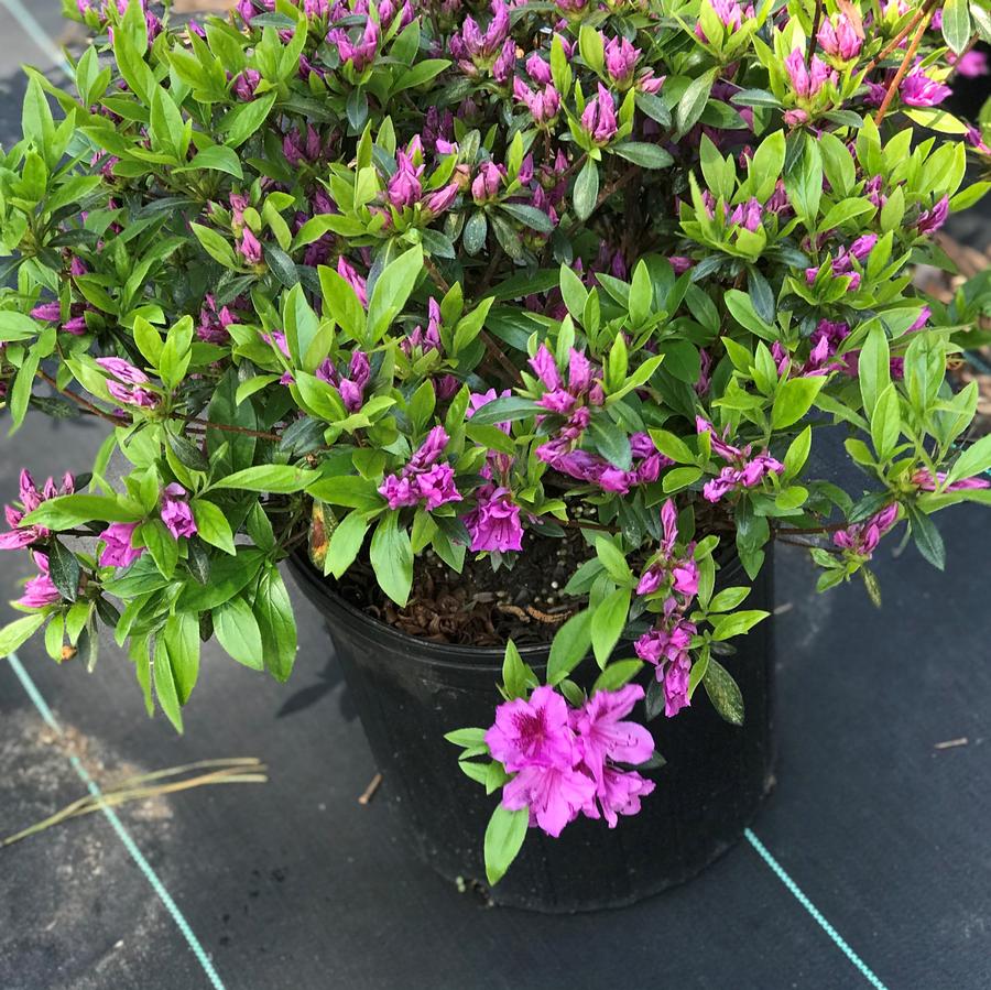 Azalea Gable 'Herbert'