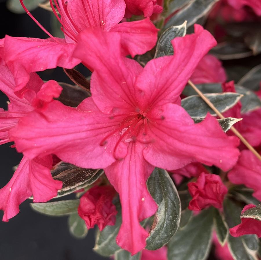 Azalea 'Christi Lyn'