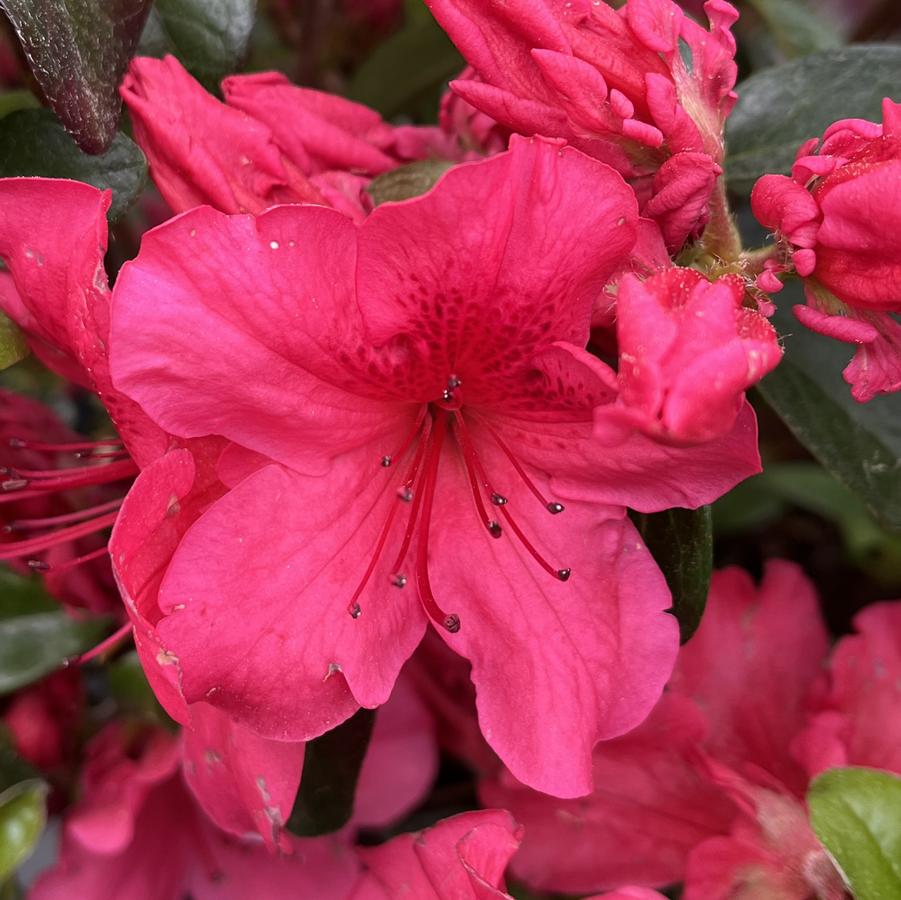 Azalea 'Girard's Crimson'