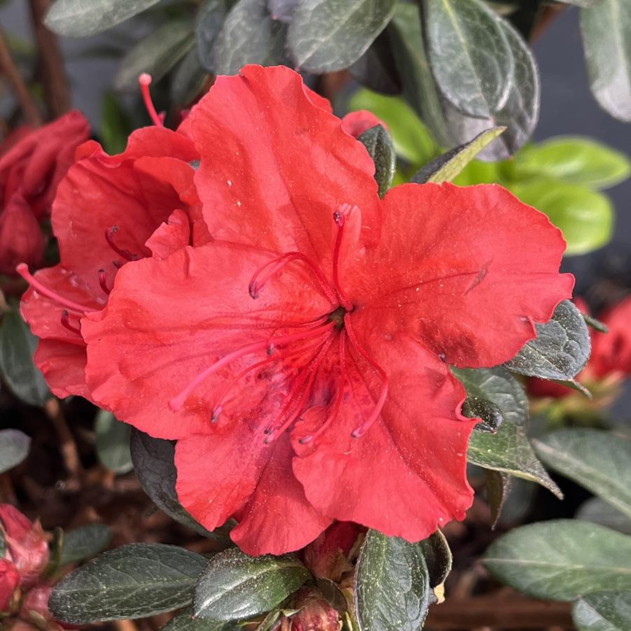 Azalea 'Girard's Hot Shot'