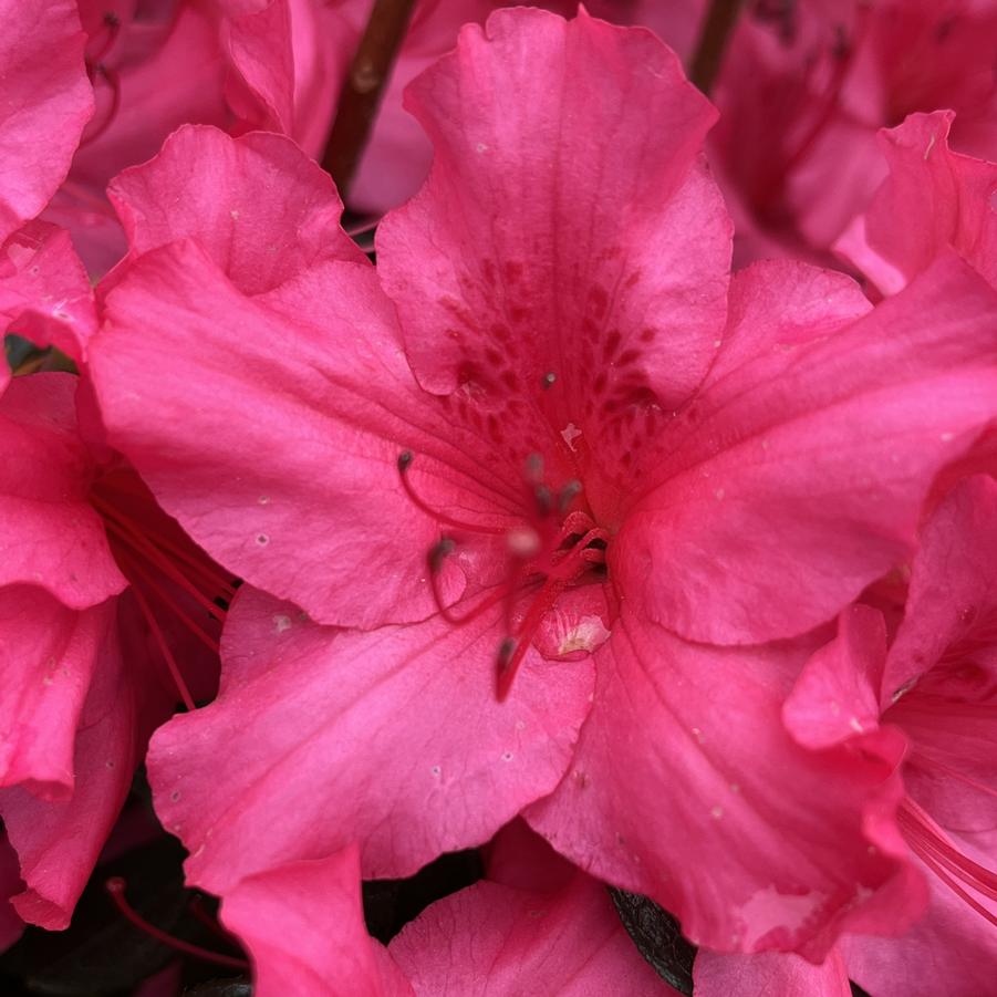 Azalea 'Girard's Rose'