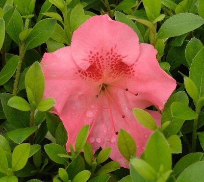 Azalea Robin Hill 'Lady Robin'