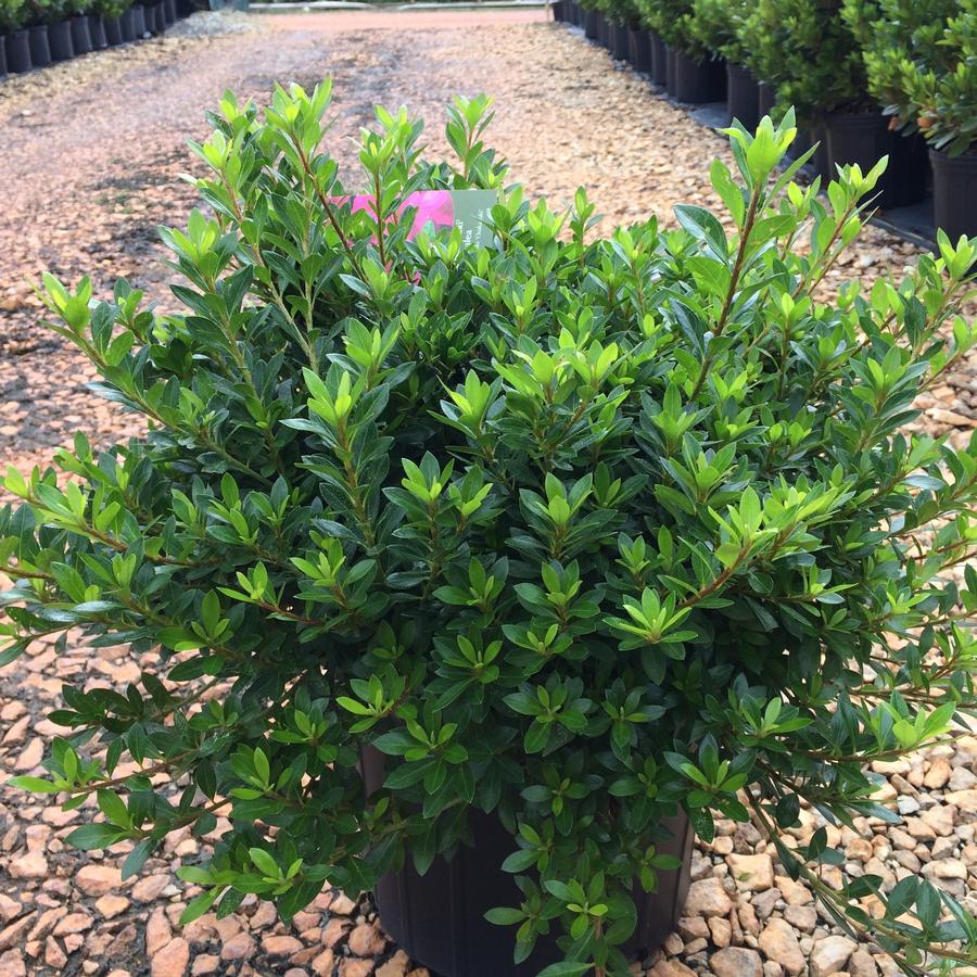 Azalea Satsuki 'Osakazuki'
