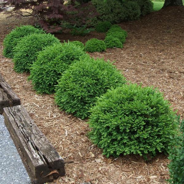 Image of Chicagoland green boxwood shrubs