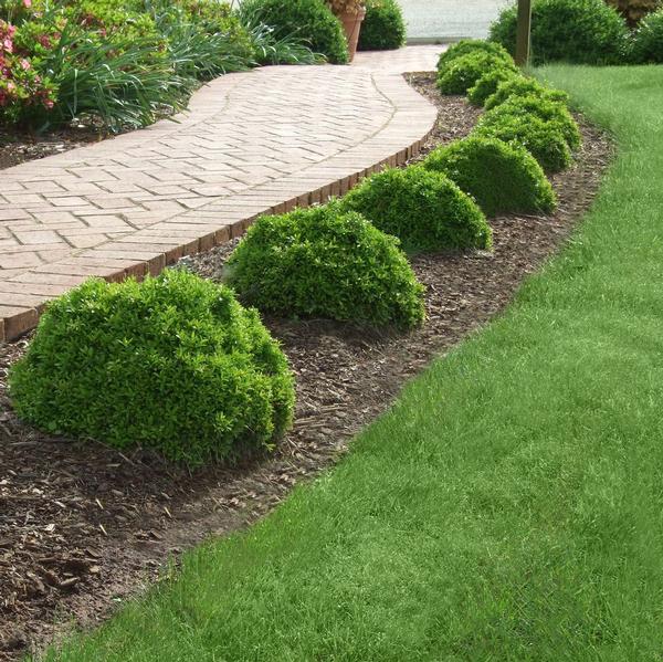 Buxus microphylla 'Grace Hendrick Phillips'