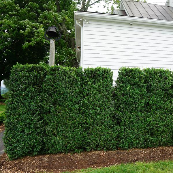 Image of Upright boxwood hedge