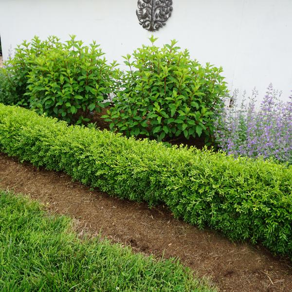 Buxus sinica var. insularis 'Nana'