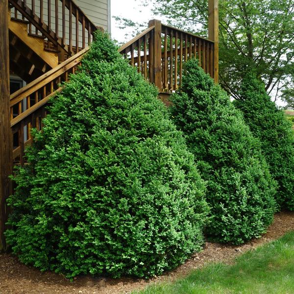 Boxwood Size Chart