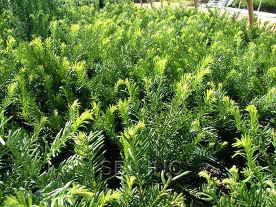 Cephalotaxus harringtonia 'Duke Gardens'