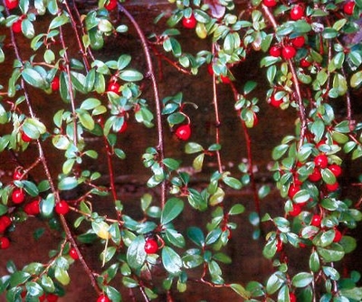 Cotoneaster dammeri 'Coral Beauty'