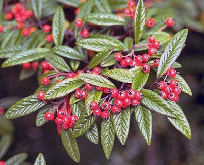 Cotoneaster salicifolius 'Scarlet Leader'