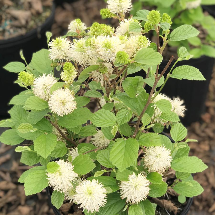 Fothergilla major 'Mt. Airy'