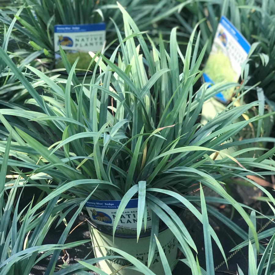 Carex laxiculmis 'Hobb'