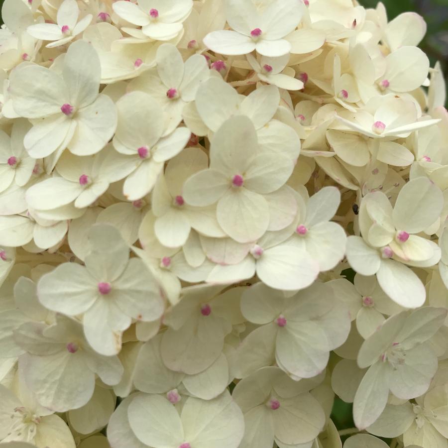 Hydrangea paniculata 'Limelight'