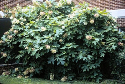 Hydrangea quercifolia 'Alice'