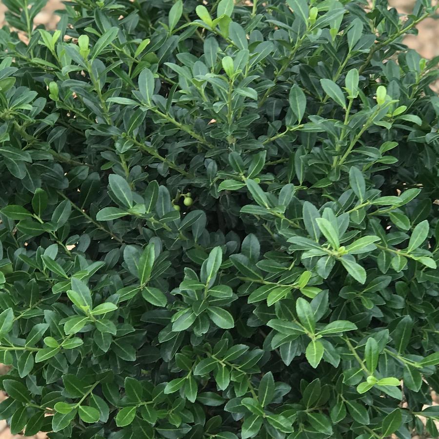 Ilex crenata 'Green Lustre'