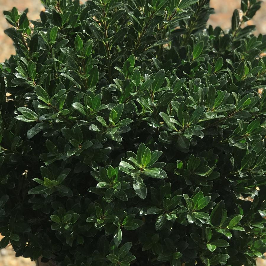 Ilex crenata 'Hoogendorn'