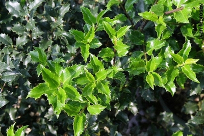Ilex x meserveae Blue Princess®