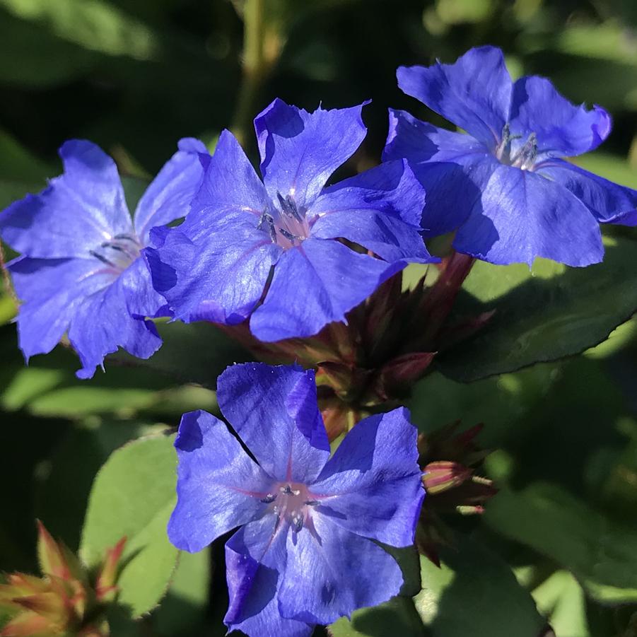 Ceratostigma plumbaginoides 