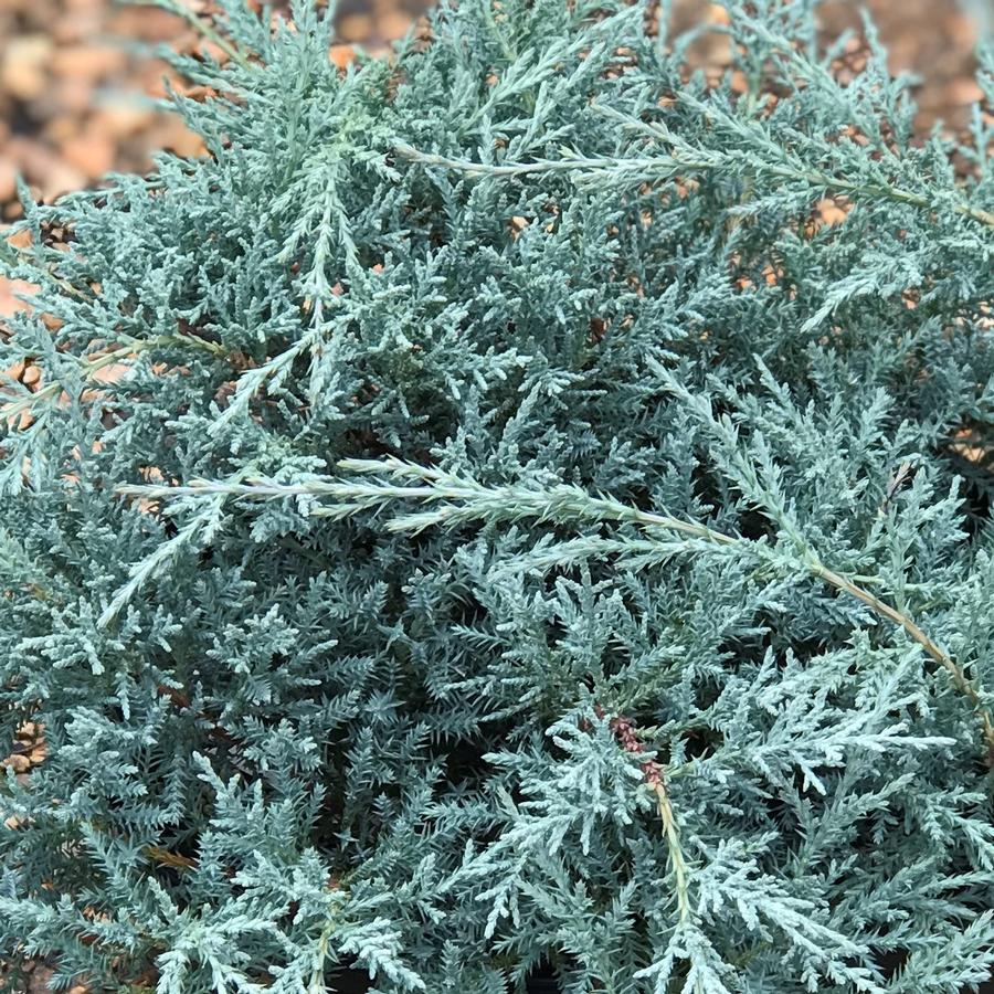 Juniperus chinensis 'Angelica Blue'