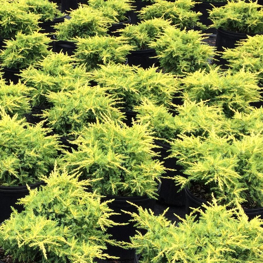 Juniperus chinensis 'Gold Star'