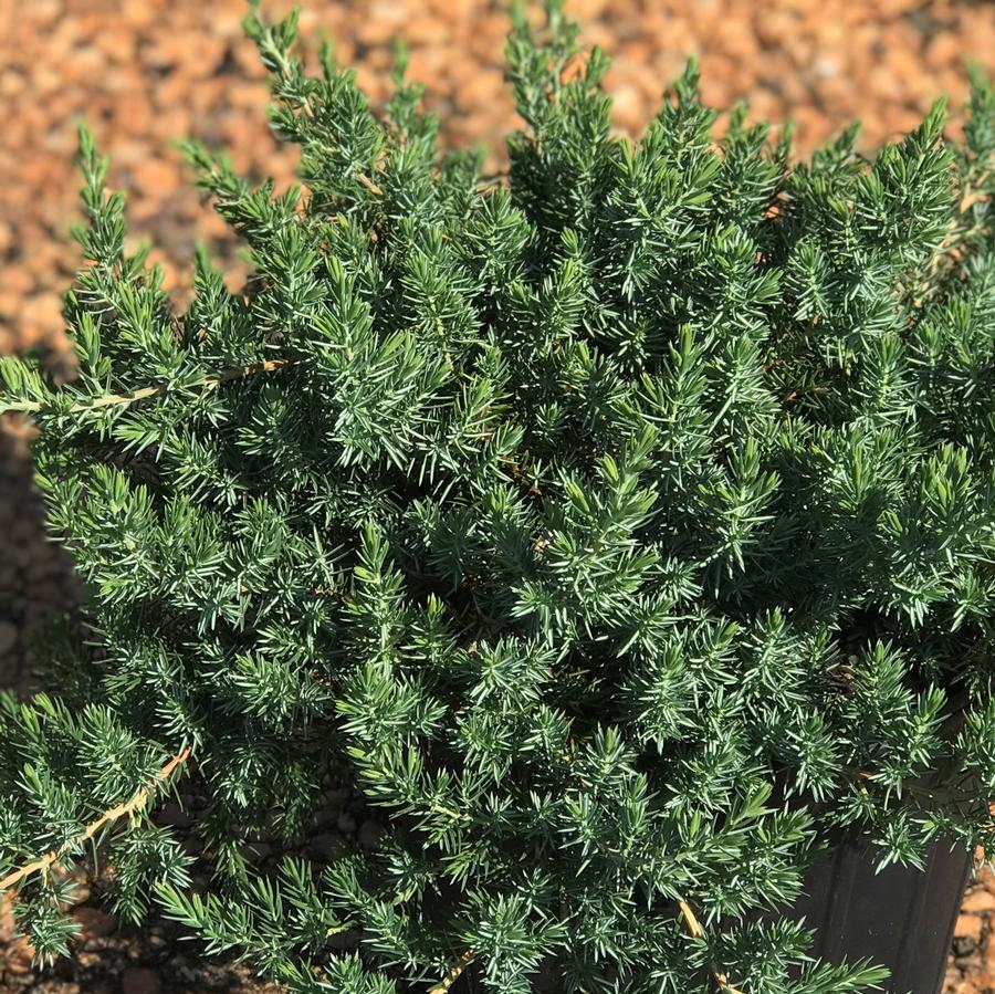 Juniperus conferta 'Blue Pacific'