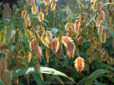 Chasmanthium latifolium 