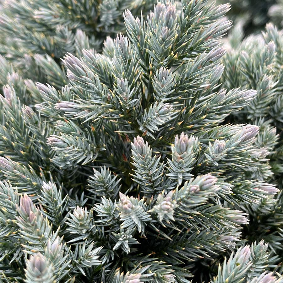 Juniperus squamata 'Blue Star'