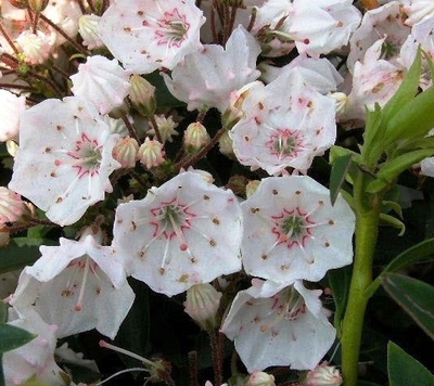 Kalmia latifolia 'Elf'