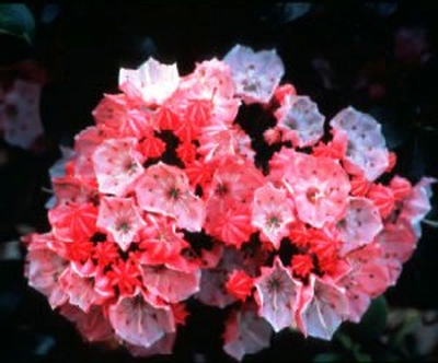 Kalmia latifolia ‘Little Linda’ Mountain Laurel from Saunders Brothers Inc