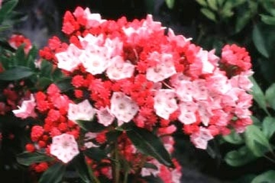 Kalmia latifolia 'Olympic Fire'