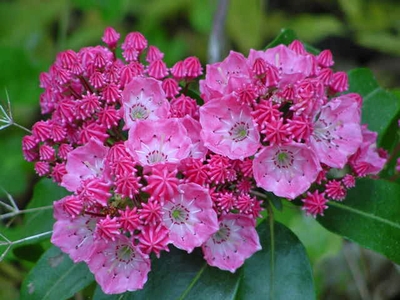 Kalmia latifolia 'Sarah'