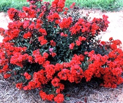 E Myrtle Lagerstroemia Razzle Dazzle Cherry From E Myrtle Lagerstroemia Razzle