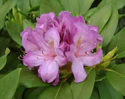 Rhododendron catawbiense 'Boursault'