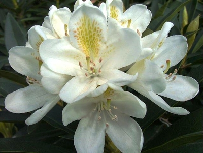 Rhododendron catawbiense 'Chionoides'