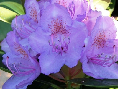Rhododendron catawbiense 'Grandiflorum'