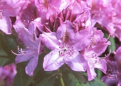 Rhododendron catawbiense 'Roseum Pink'
