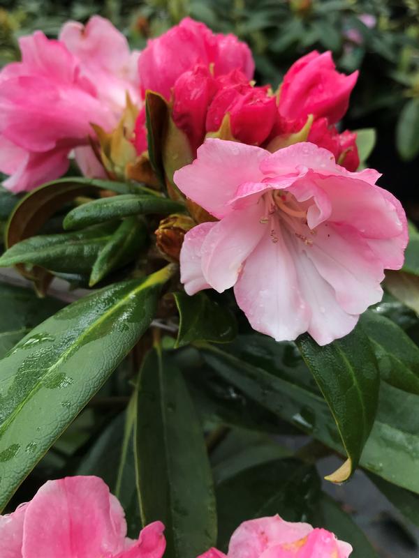 Rhododendron 'Mardi Gras'