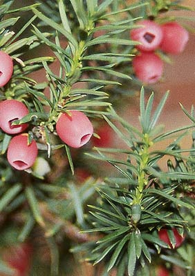 Taxus x media 'Hicksii'