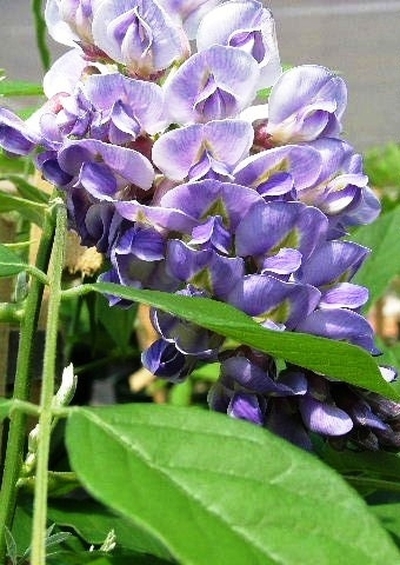 Wisteria frutescens 'Amethyst Falls'