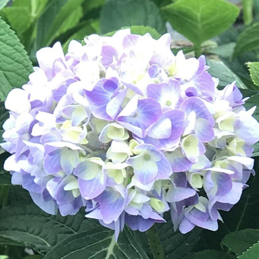 Hydrangea macrophylla Endless Summer®